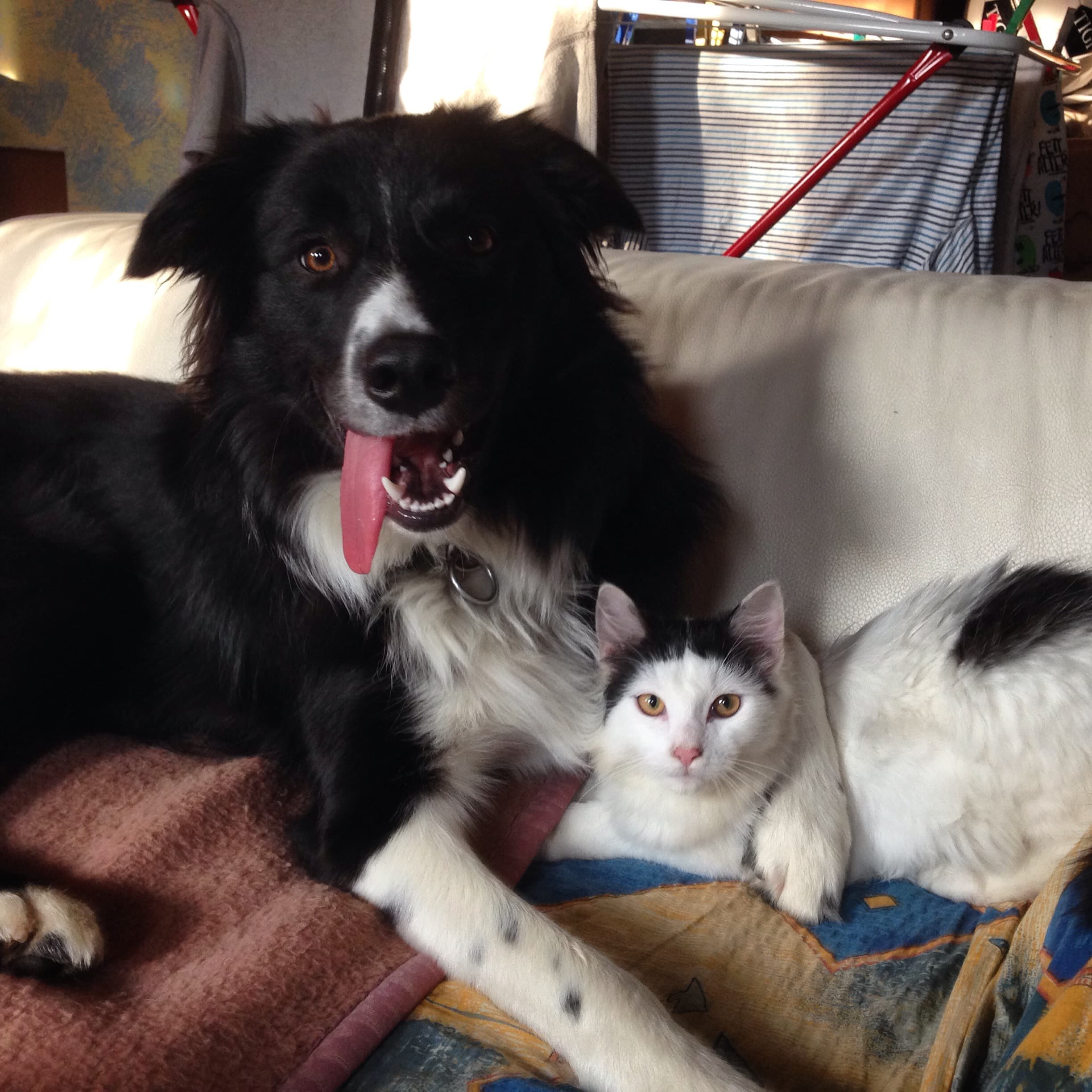 Aron auf der Couch mit Katze