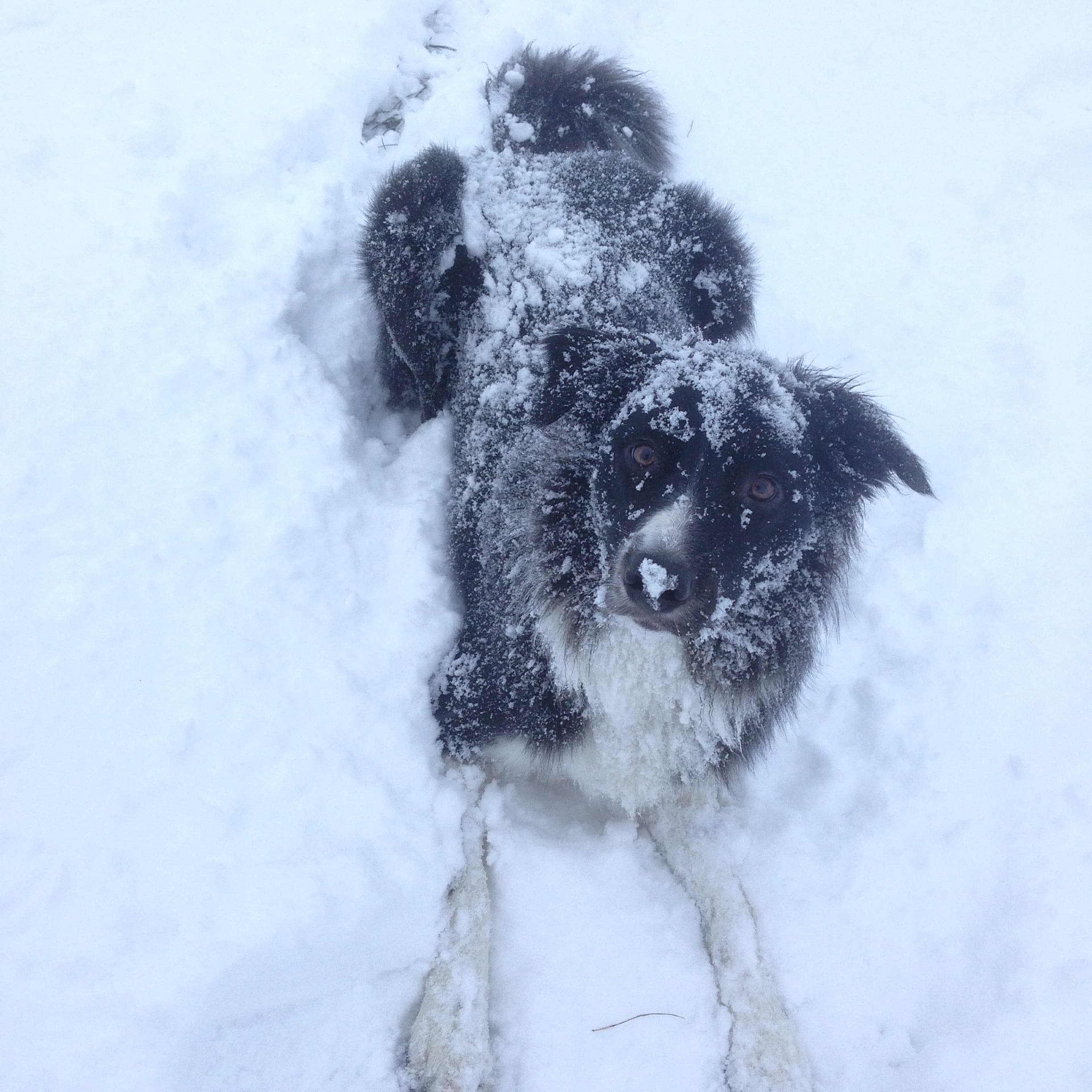Aron voll mit Schnee
