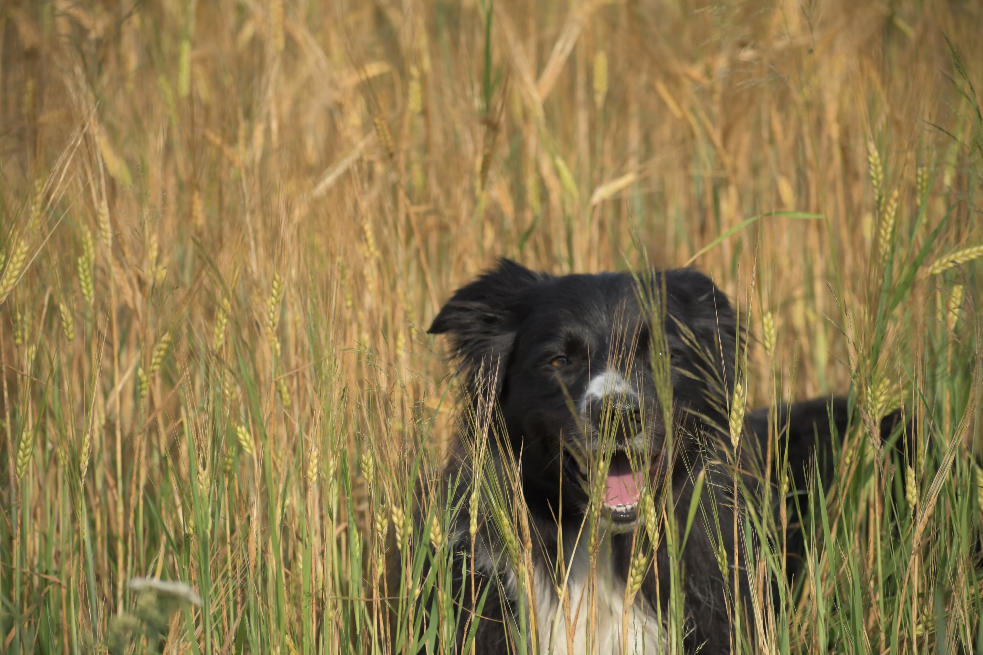 Aron im Weizenfeld