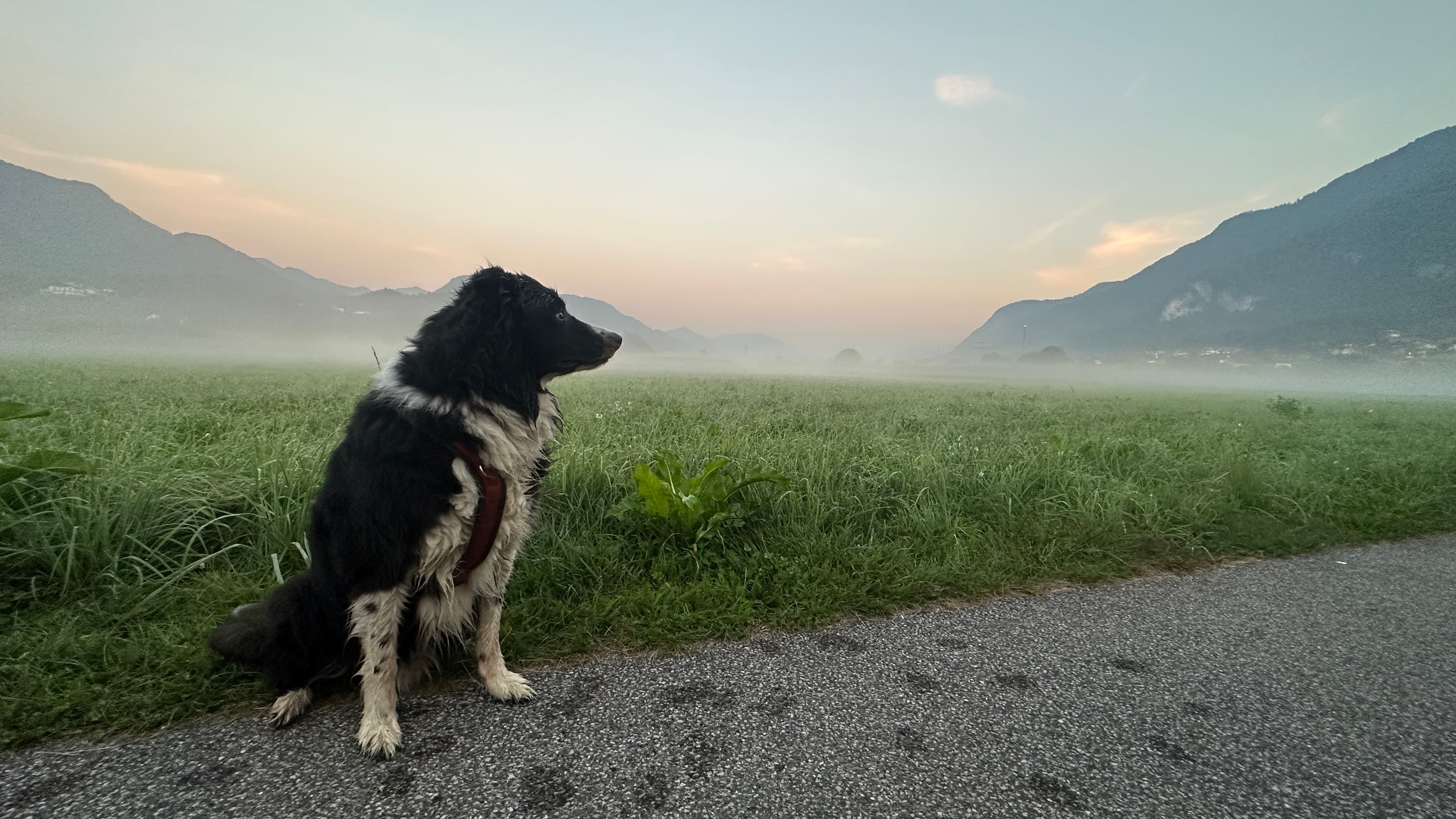 Aron beim Feldrand im Sonnenaufgang