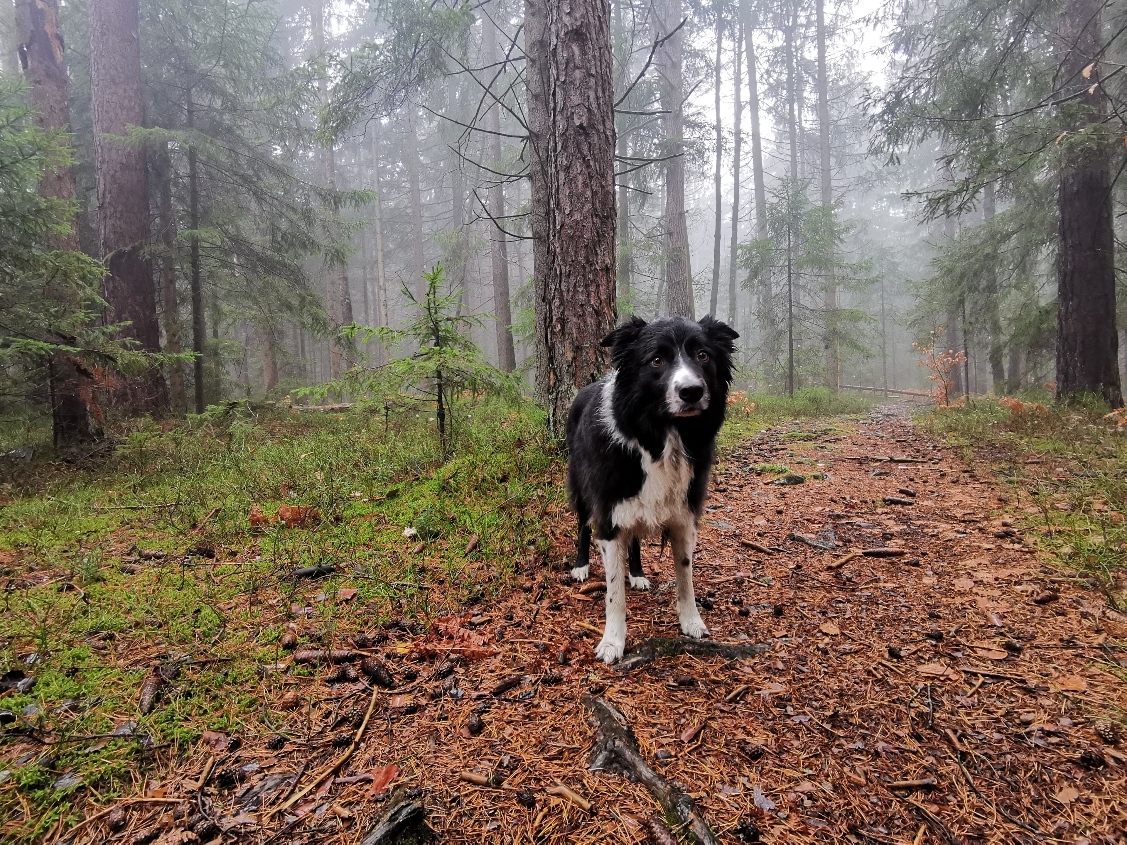 Aron im nebligen Wald